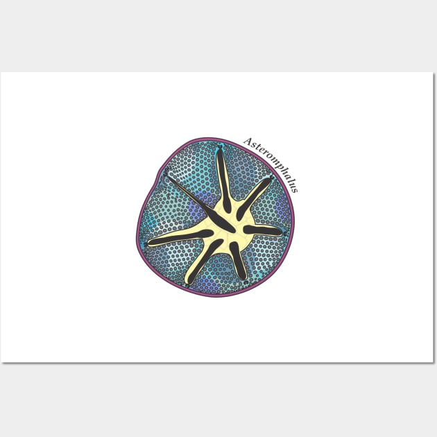 Diatom - Asteromphalus (scientific, color) Wall Art by DiatomsATTACK